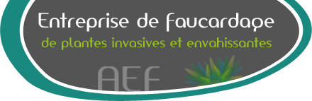 Entreprise de faucardage de plantes invasives et envahissantes.